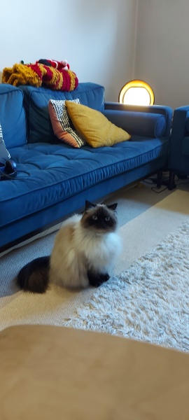 Does anyone have a ragdoll?