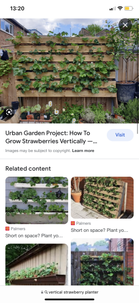 Strawberry runners/vertical planting