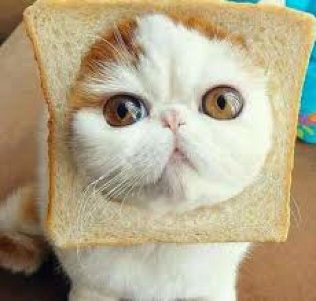 Help re breading a Persian kitten