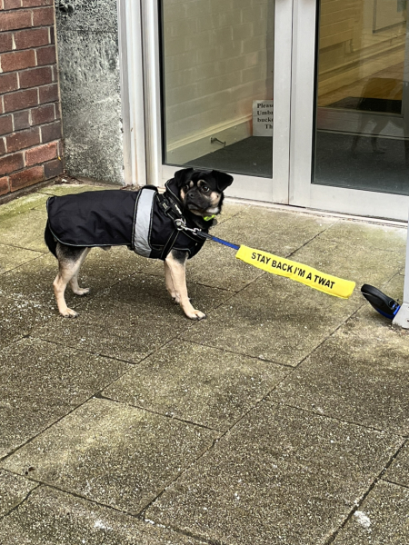 Another dog attack- 4 year old killed. Devastating