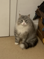 How to get kitten when husband is allergic?