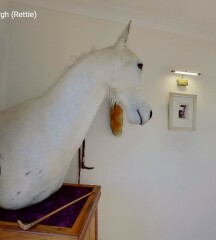 Is this a real horses head? 