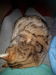 Hundreds of cats, thousands of cats, millions and billions and trillions of cats