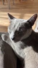 My darling boy killed in rta today