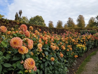 Who’s growing Dahlias this year