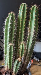 Cactus: battle-scarred or diseased?