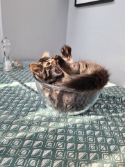 Please help - kitten won't stop chasing the dogs