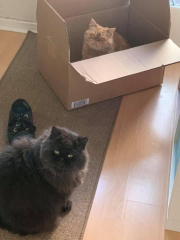 Cat Appreciation Post