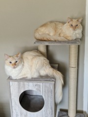 Does anyone have a ragdoll?