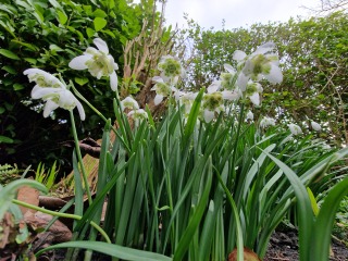Snowdrop ID 