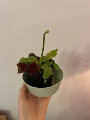 What's going on with my Venus?