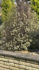Is my evergreen beyond help? 
