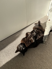 Cat breathing fast