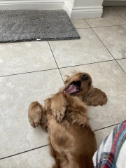 Are show cocker spaniels nice natured?