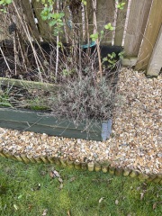 Excited by the buds appearing in my garden… any ideas?