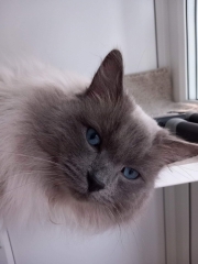 Ragdoll  rescue cat - what do I need?