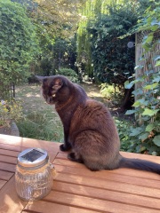 Cat breathing fast
