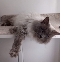 Ragdoll  rescue cat - what do I need?