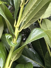 New Cherry Laurel Health Question
