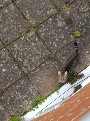 Thug cat part 5 - For he will not do destruction, if he is well-fed, neither will he spit without provocation.