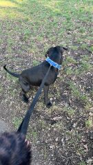 Dog found