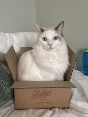Does anyone have a ragdoll?