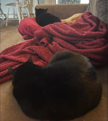 Introducing puppy to cat