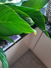 Help killed 2 day old peace lily! 