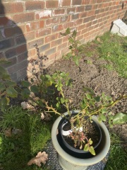 Rose pruning