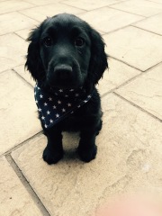 Are show cocker spaniels nice natured?