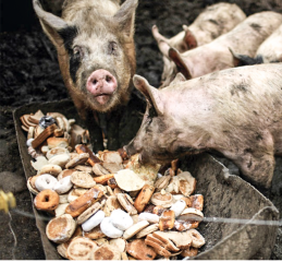 Grazing tables...wtf?