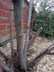 How much to cut back old woody rose? Pic attached