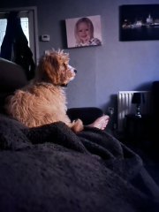 Puppy Survival Thread - as we approach Fireworks night for the first time…
