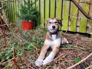 breed size and insurance