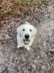 Puppy Survival Thread - as we approach Fireworks night for the first time…