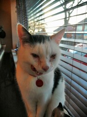 Should I let kitten eat as much as she wants? 