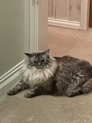 Does anyone have a ragdoll?