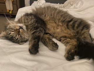 To think expensive flea treatment should actually kill fleas? 