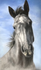 Pet portraits - brutally honest opinions needed 