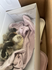 Frugal Friends Fearlessly Facing February.