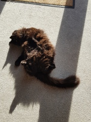 Hundreds of cats, thousands of cats, millions and billions and trillions of cats