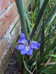 4 flowering things in my garden today!