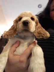 Are show cocker spaniels nice natured?