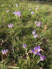 4 flowering things in my garden today!
