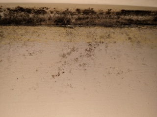 Horrified - lots of black mould hidden under the window frame 