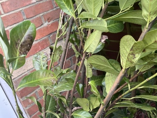 New Cherry Laurel Health Question