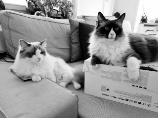 Ragdoll  rescue cat - what do I need?