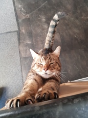 Thug cat part 4.  After all, it's not my Axminster.