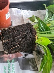 Help killed 2 day old peace lily! 