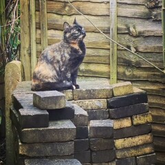 Cat Appreciation Post